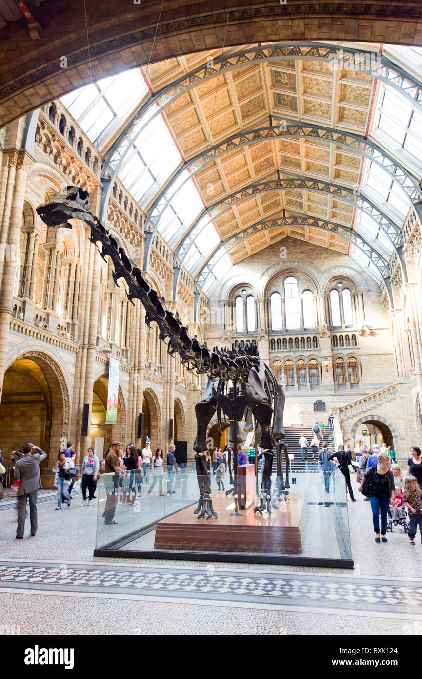 El Diplodocus dinosaurio en el Museo de Historia Natural de Londres, Inglaterra, Gran Bretaña, REINO UNIDO Foto de stock