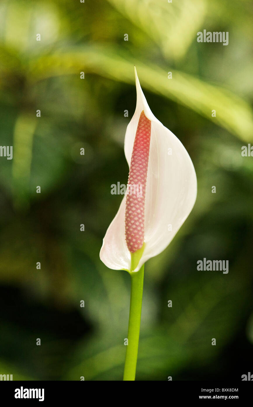Blanco lirio de paz, Spathiphyllum especies. Foto de stock