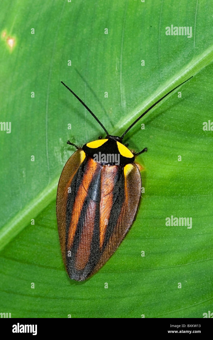 Colorido cucaracha en la Península de Osa, Costa Rica Fotografía de
