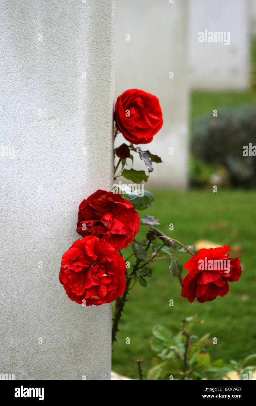 Las rosas que crecen junto a una cabeza de piedra en el cementerio de granja de Essex en Ypres, Bélgica Foto de stock