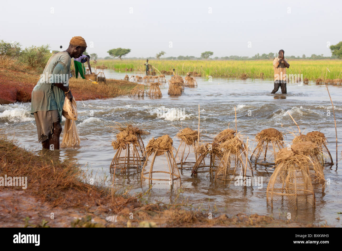 Bozo aldeanos pescar con trampas en los campos inundados del delta de Níger' cerca de Djenné (Malí). Foto de stock
