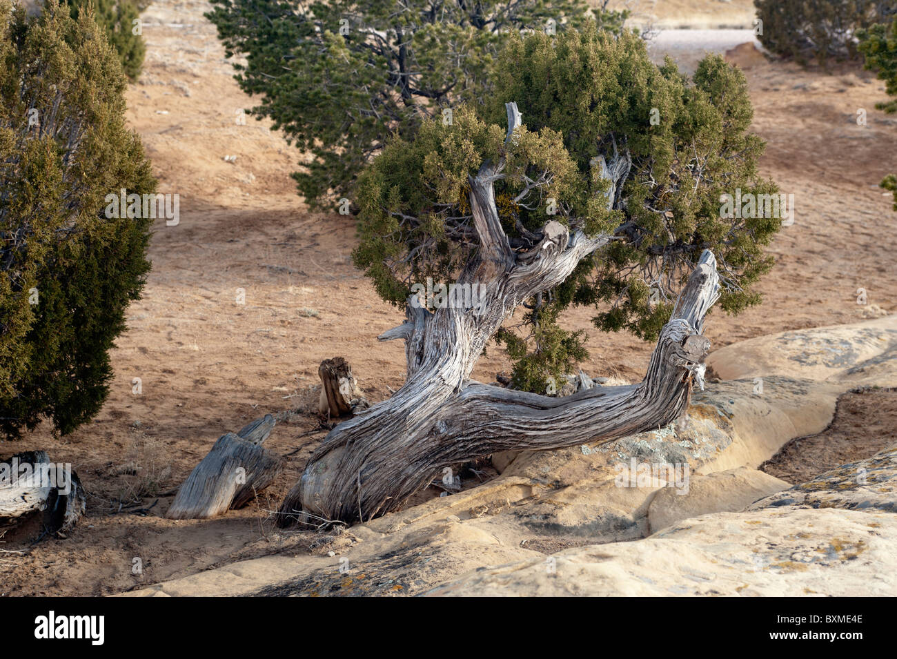 Un retorcido, nudosas viejo enebro se aferra a la vida en el duro ambiente árido de El Malpais National Monument en Nuevo México Foto de stock