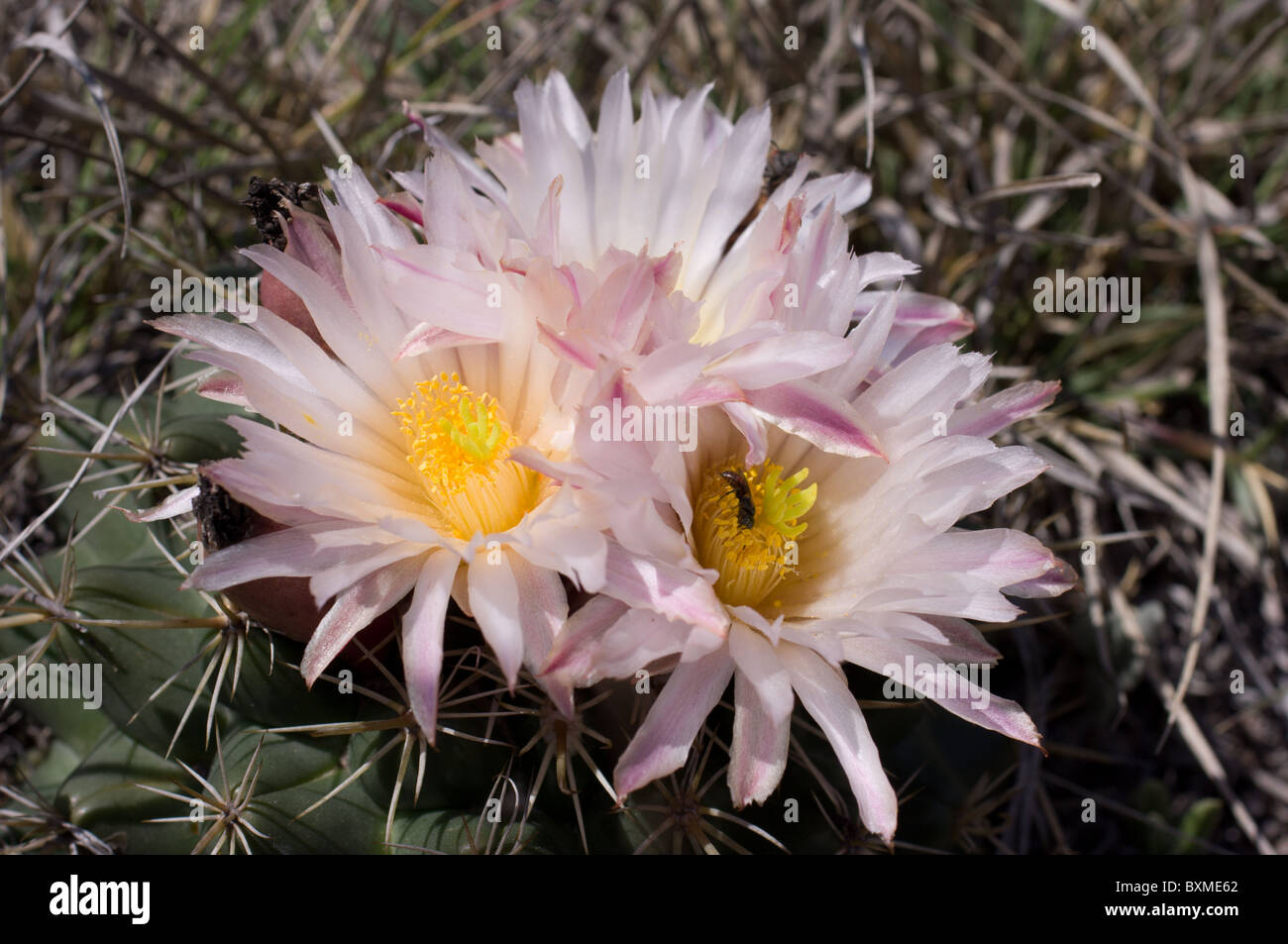 Cactus silvestres (Coryphanta Ottonis) florece durante la primavera en la zona central de México Foto de stock