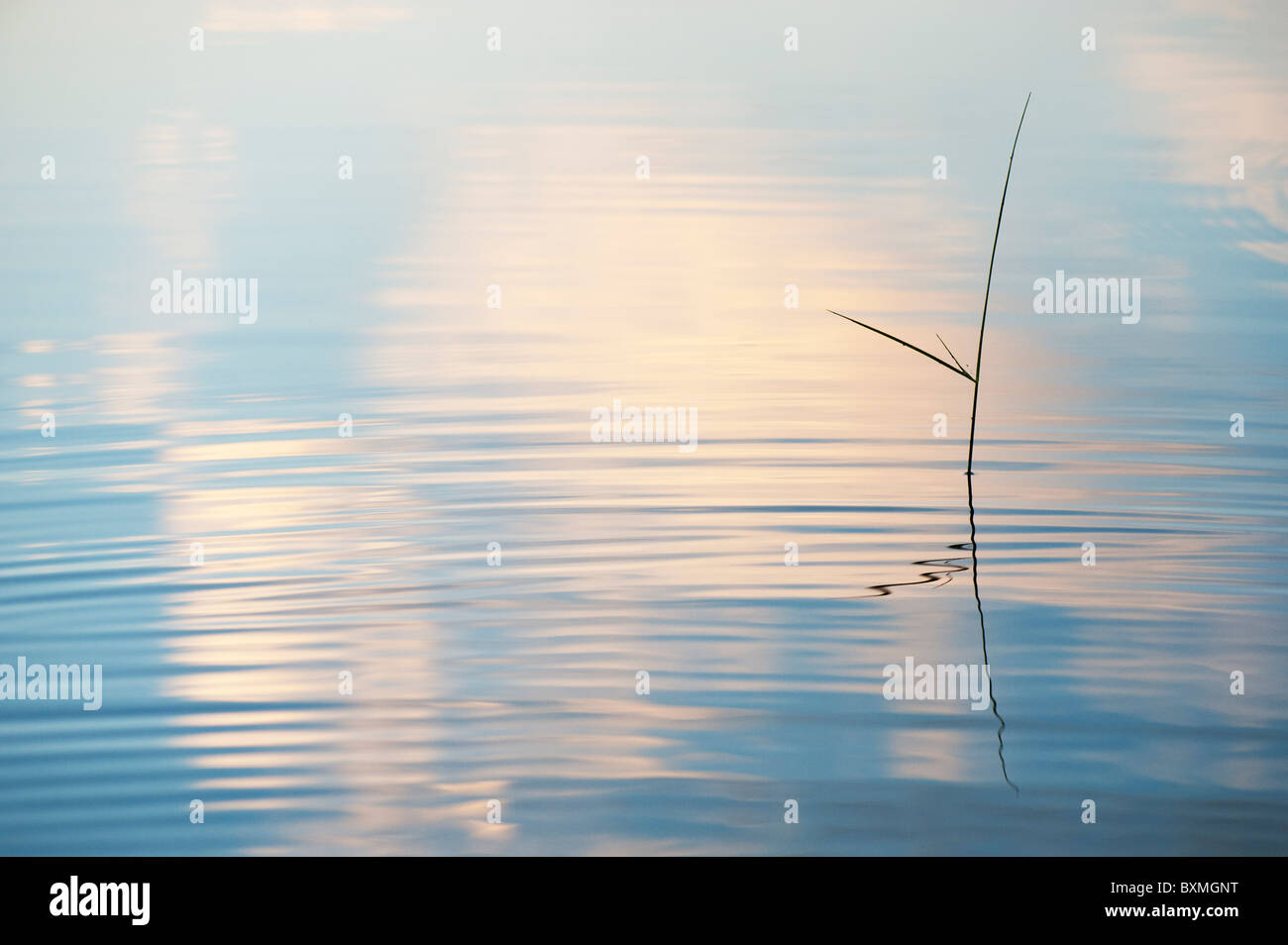 Silueta de tallo de hierba reflejando en un murmullo piscina al amanecer en la india Foto de stock
