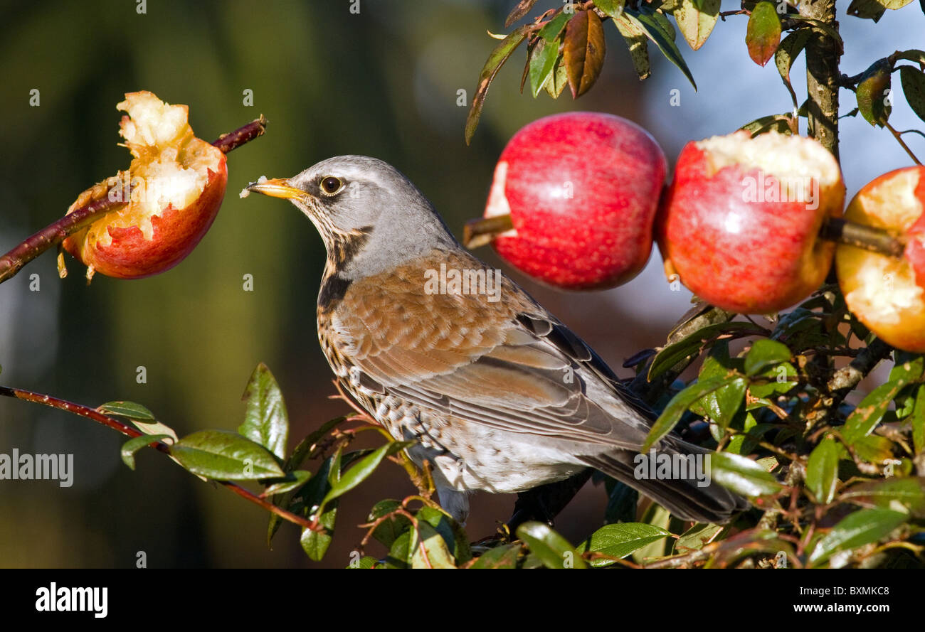 Fieldfare(turdus pilaris) alimentando a las manzanas previstas durante el duro invierno en Irlanda Foto de stock