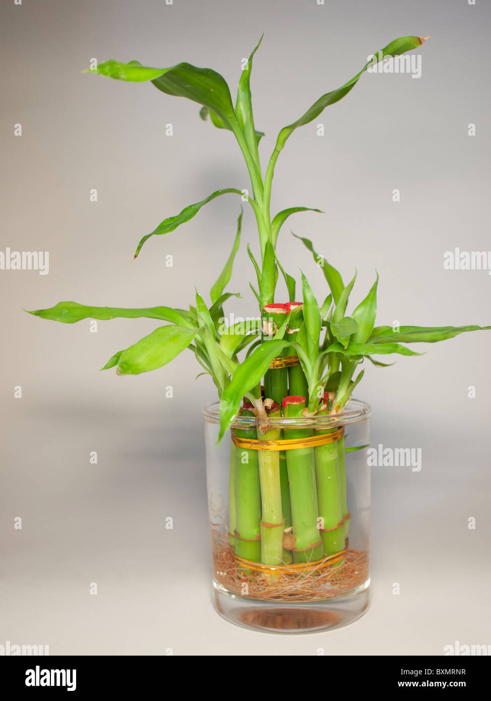 Suerte de plantas de bambú en el vaso de agua Fotografía de stock - Alamy