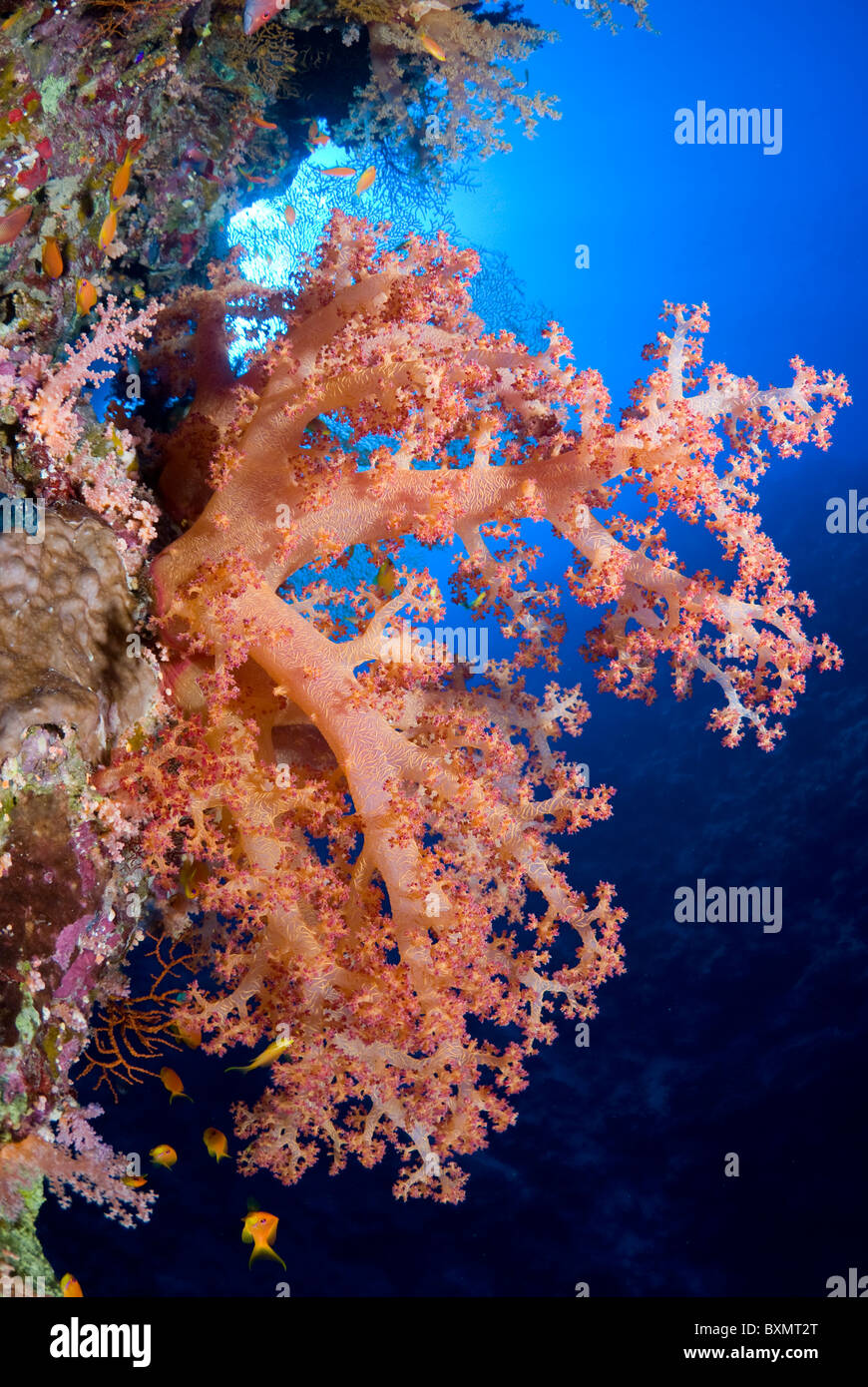 Coral blando sano rica, Ras Mohammed, Shark Reef, Sharm El Sheikh, Egipto, Mar Rojo. Foto de stock