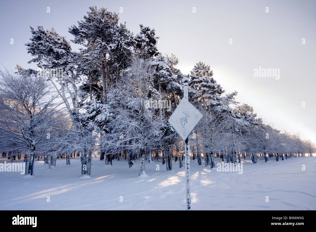 Los árboles en el bosque cubierto de nieve blanca Foto de stock