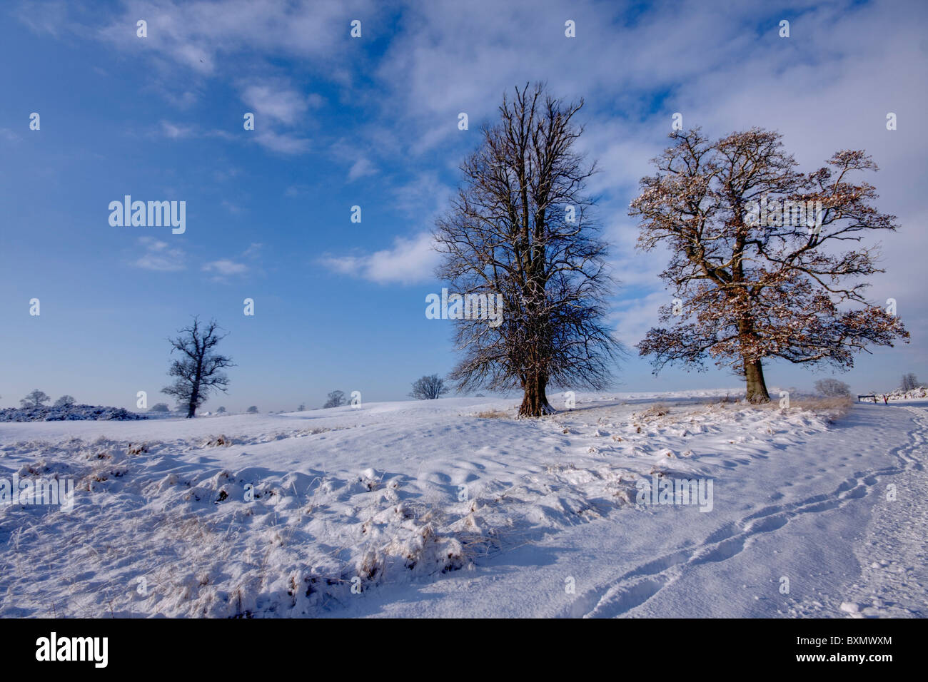 Pocos árboles congelados capta de una pequeña colina Foto de stock