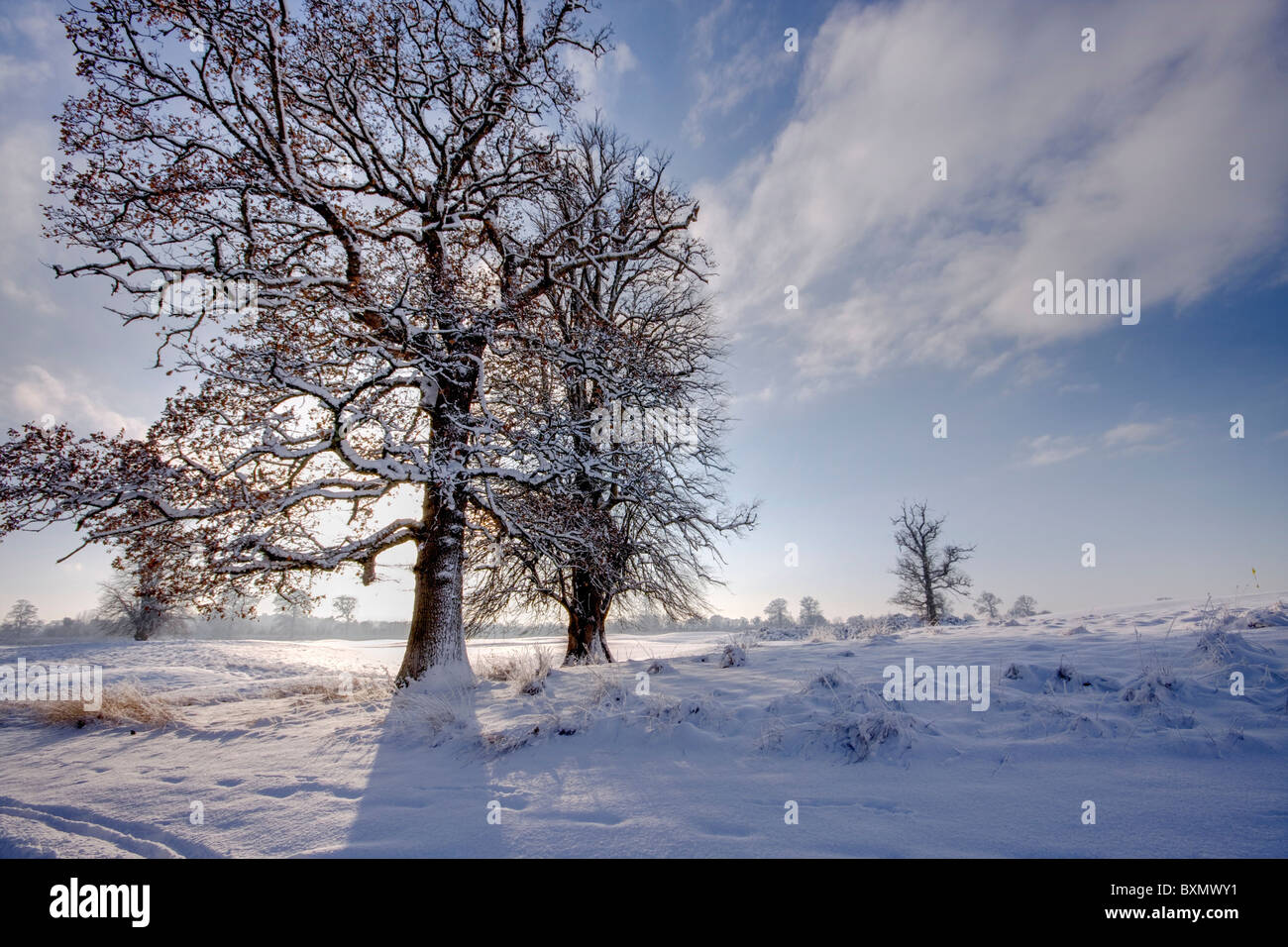 Pocos árboles de invierno haciendo larga sombra sobre la nieve Foto de stock