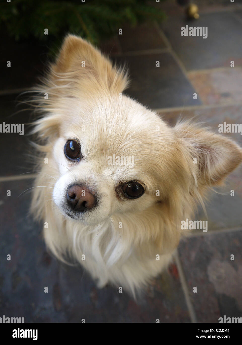 Una cara de perro chihuahua macho pequeño mira con orejas erguidas hacia arriba Foto de stock