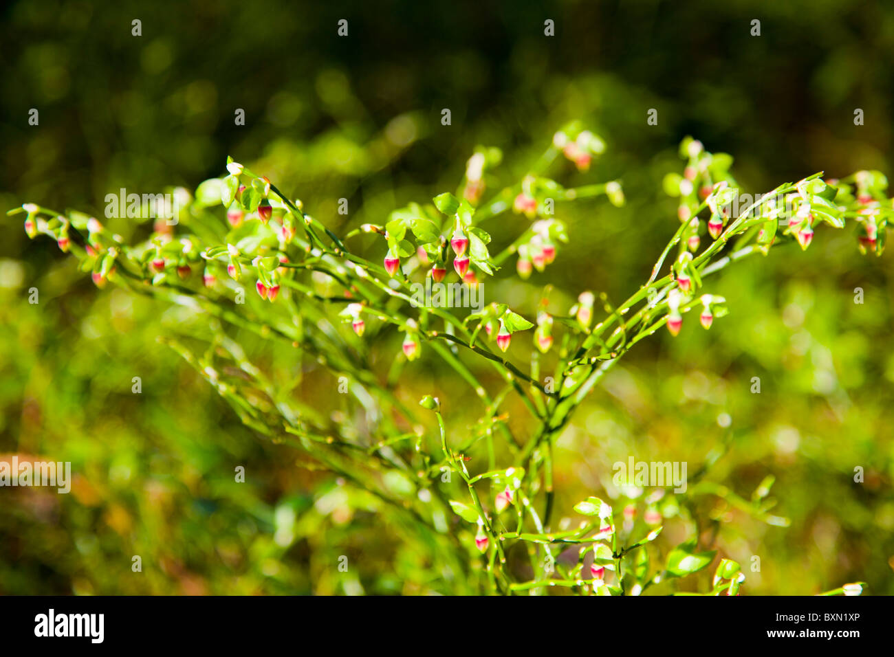 Arándano (Vaccinium myrtillus) flores. Foto de stock