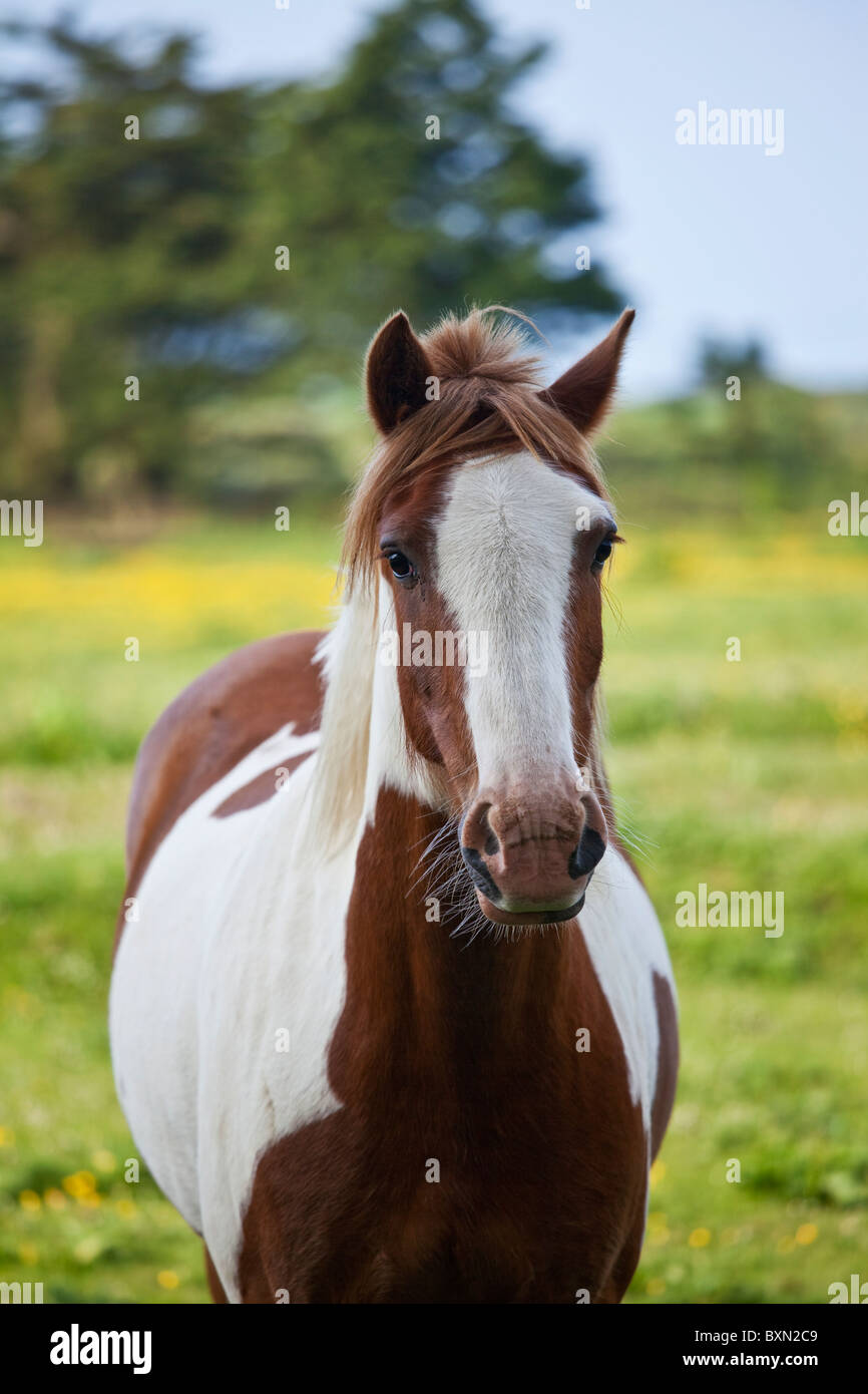 Skewbald horse fotografías e imágenes de alta resolución Alamy