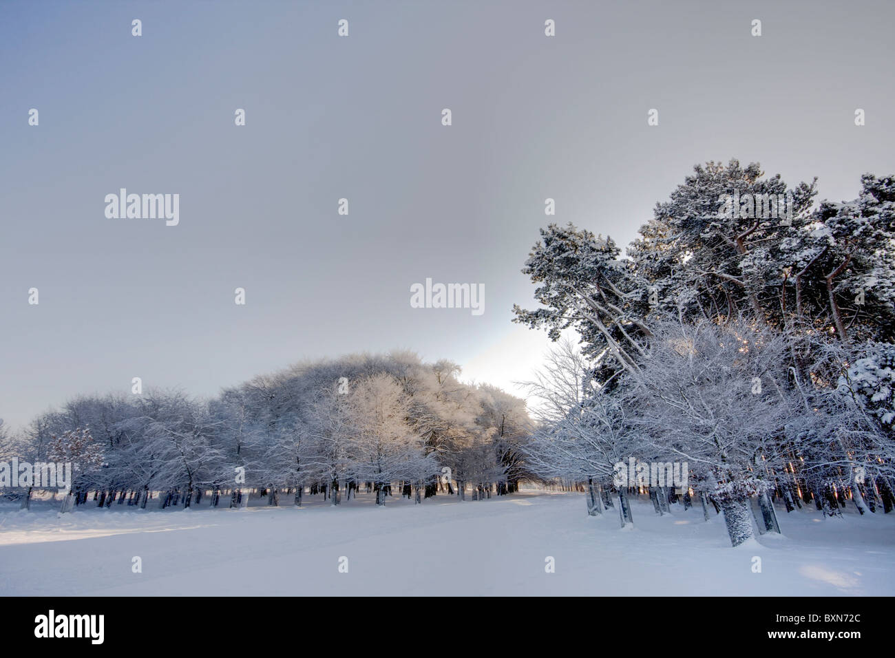 Parte de bosques cubiertos de nieve Foto de stock