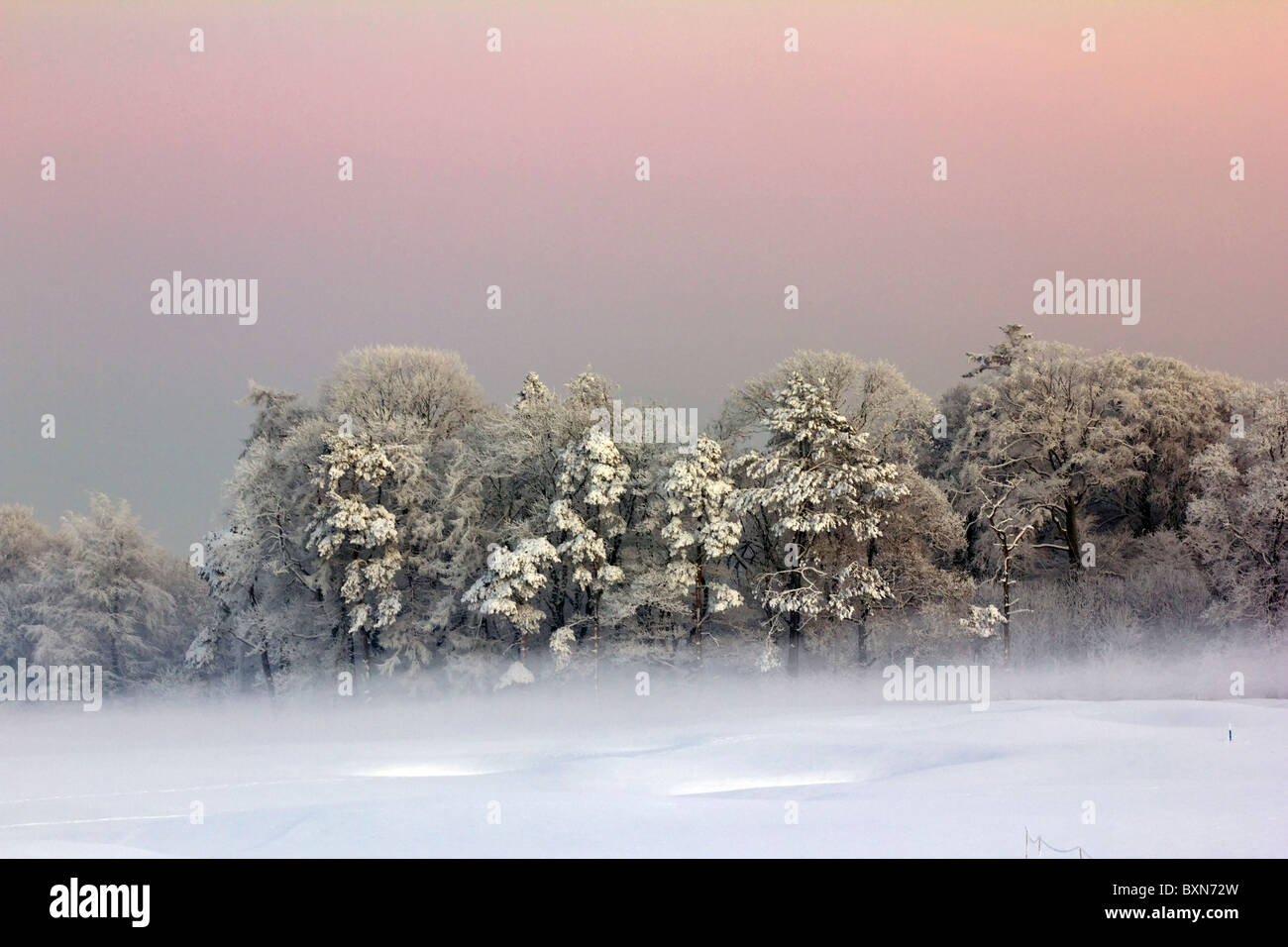 Grupo de árboles cubiertos por fuertes heladas Foto de stock