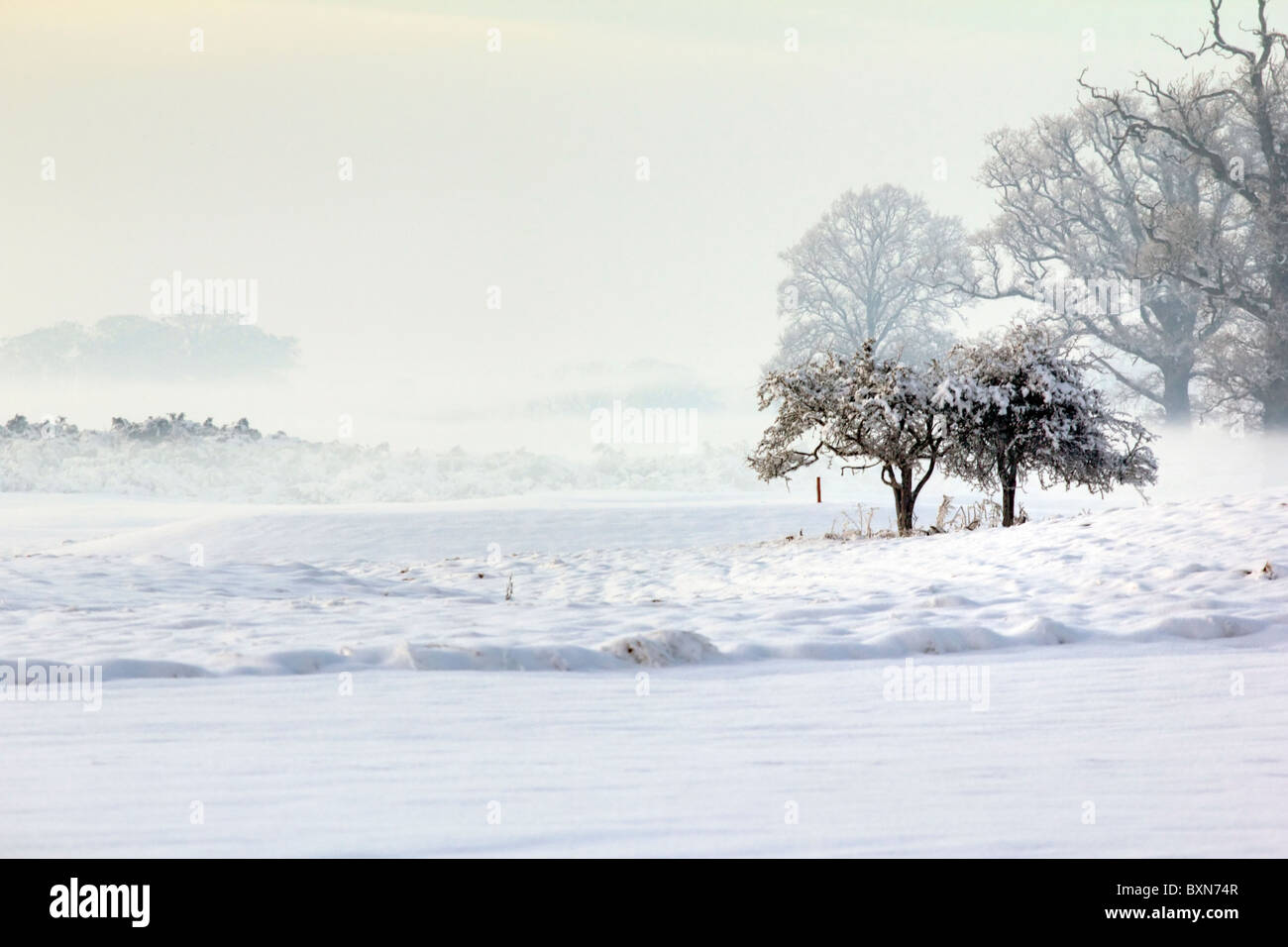 Increíble paisaje invernal árboles wit Foto de stock
