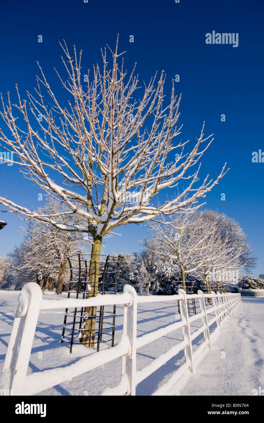 Árbol cubierto de nieve fresca y tierra Foto de stock
