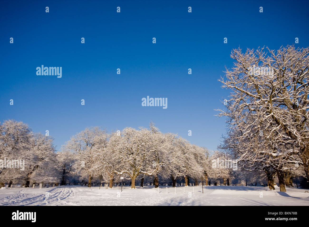 Árboles cubiertos de nieve fresca en la mañana tiempo en park Foto de stock