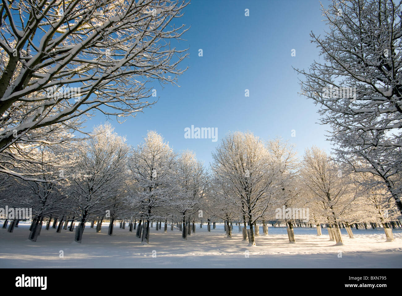 Vista de hileras de árboles cubiertos de nieve Foto de stock
