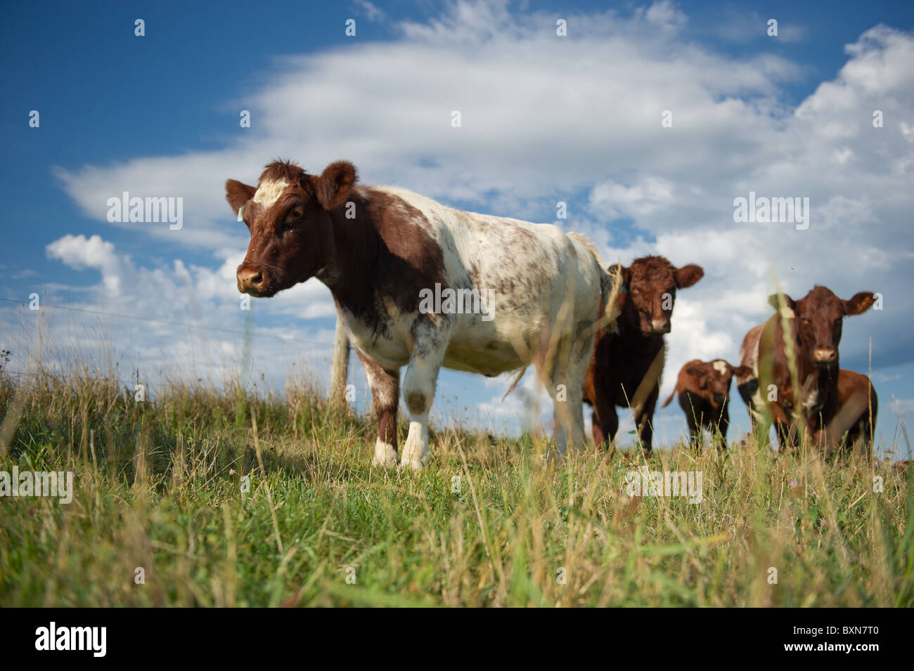 El ganado vacuno en Hookstown, PA Foto de stock