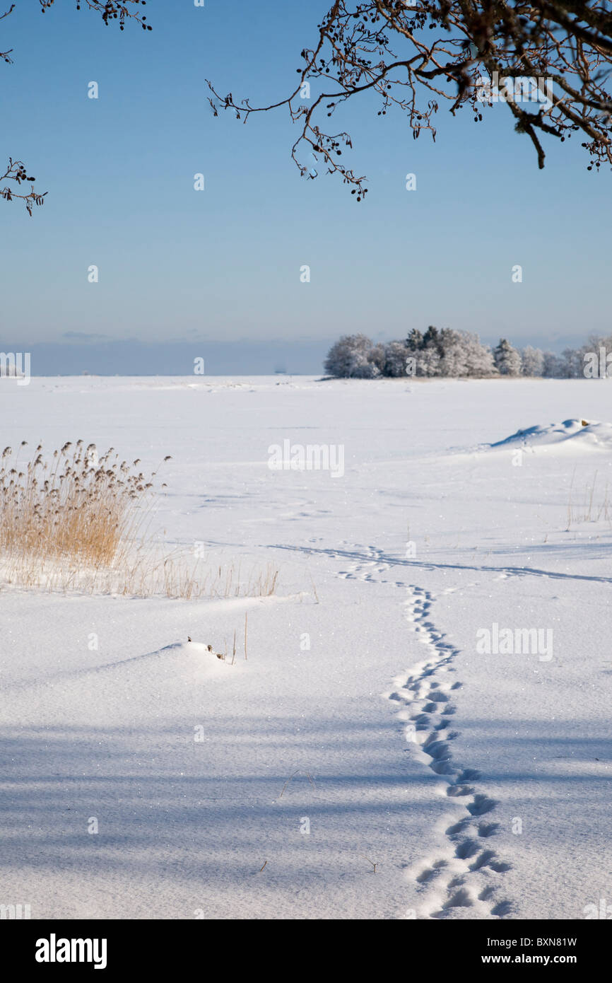 Invierno en el 'Blido fuera del archipiélago de Estocolmo, Suecia Foto de stock