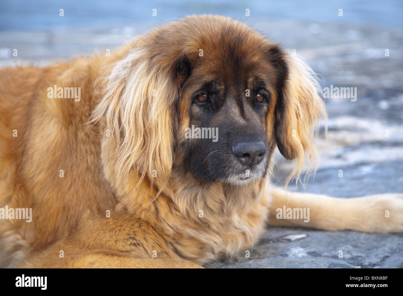 Cara de perro Leonberger. Foto de stock