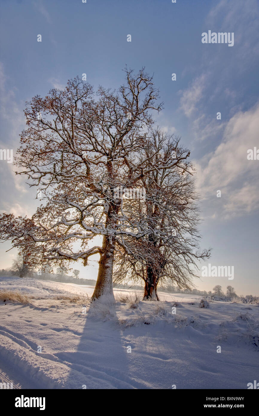 Dos árboles de invierno haciendo larga sombra sobre la nieve Foto de stock