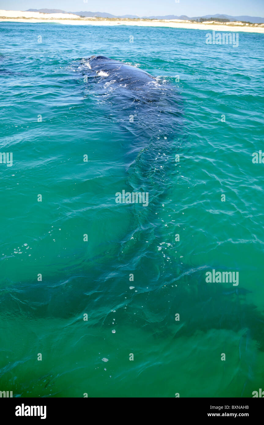 Ballena Franca Austral, Eubalaena australis, submarino cerca de la playa, de Imbituba, Santa Catarina, Brasil, en el Atlántico Sur Foto de stock
