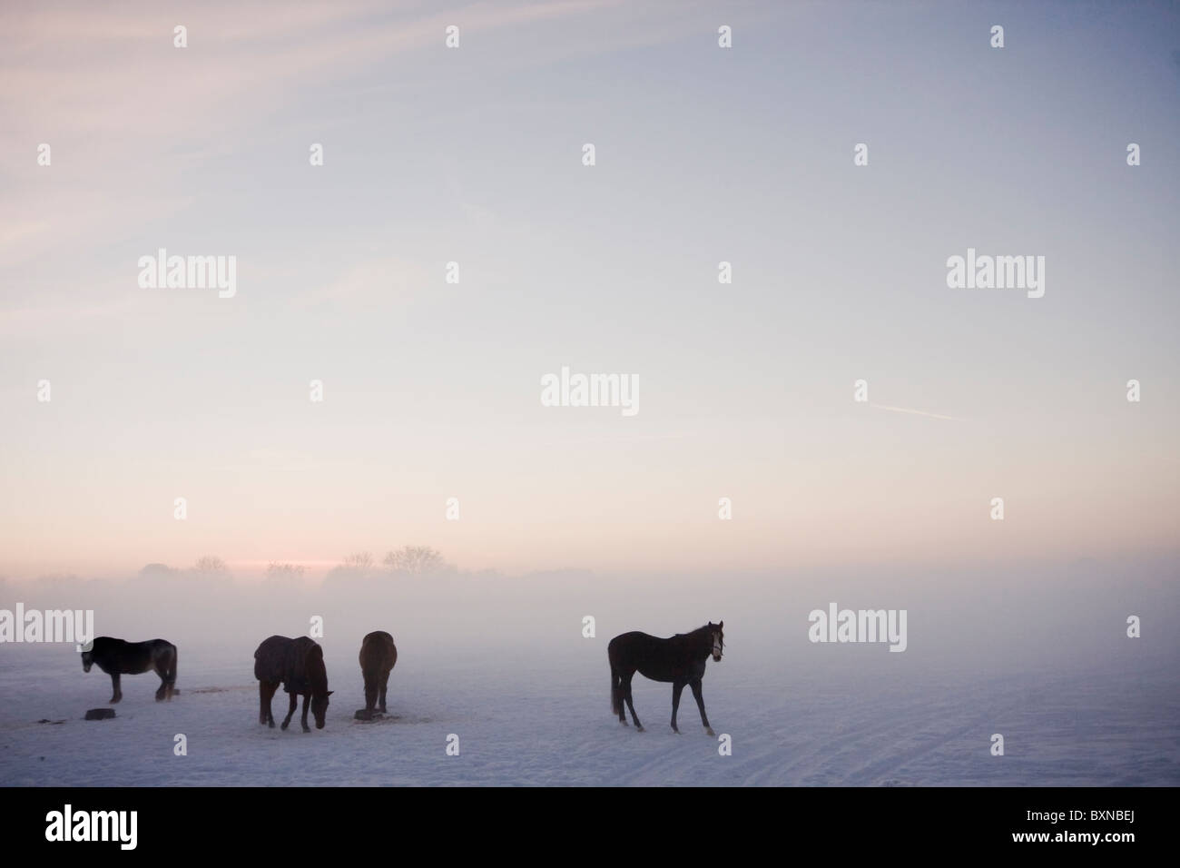 Alimentación grupo de caballos en invierno Foto de stock