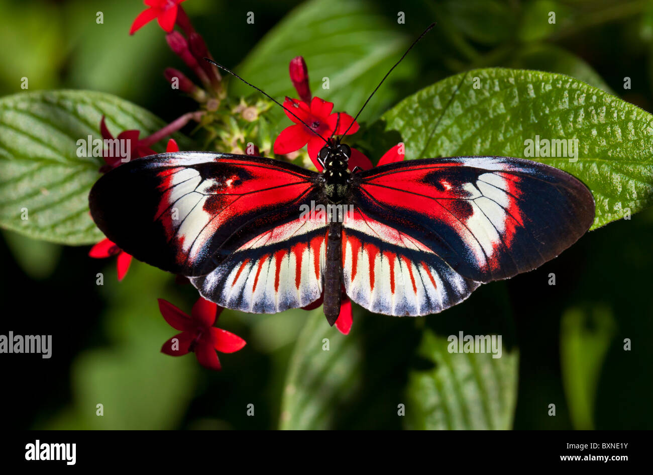 Exótica y tropical de mariposas Heliconius denominada clave de Piano