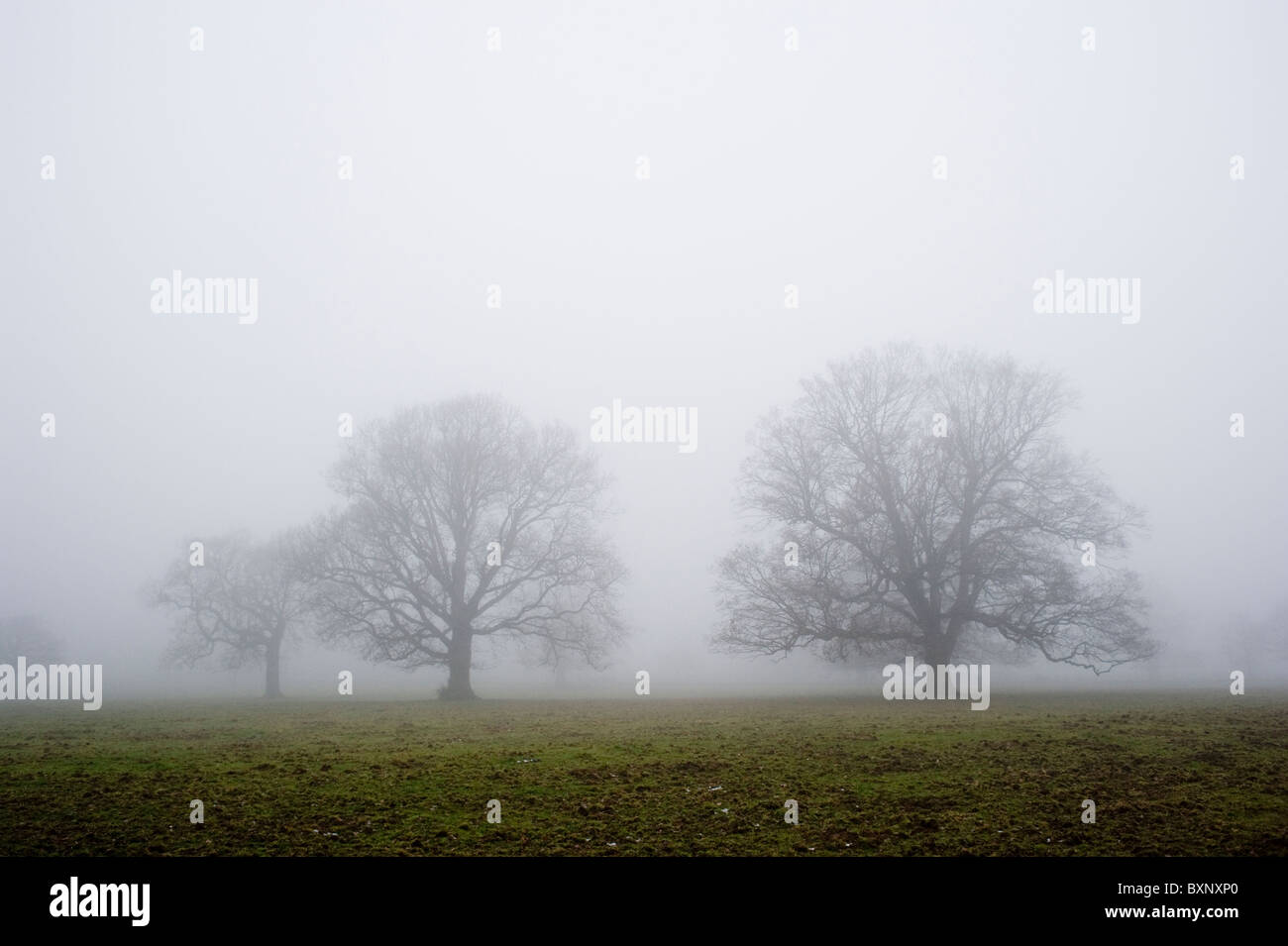 Niebla y árboles en Inglaterra, cerca de Kent Horsmonden Foto de stock