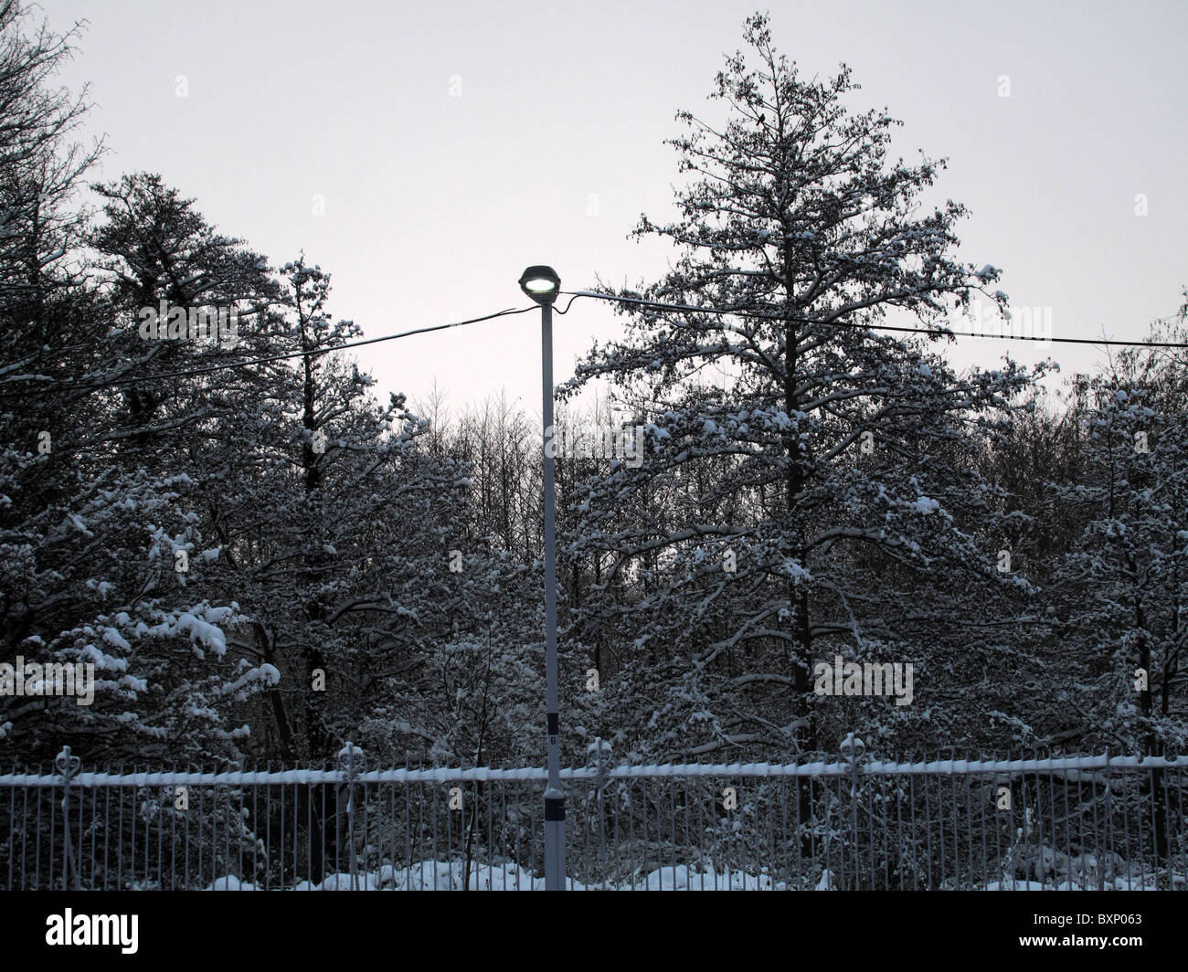 Luces y árboles de invierno Foto de stock