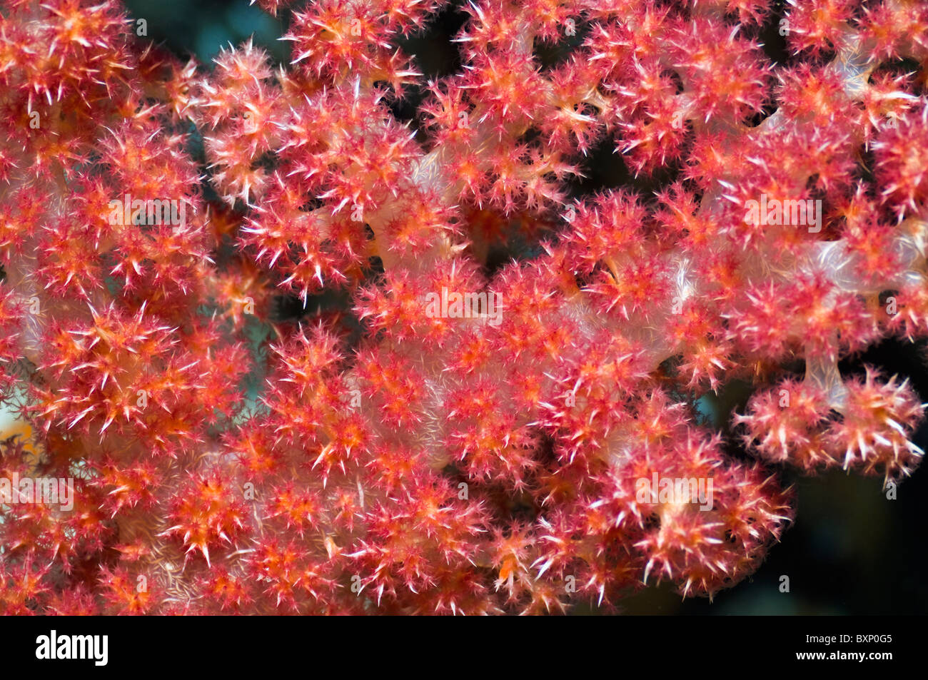 Los corales blandos (Dendronephthya sp.) mostrando espículas. Misool, Raja Ampat, Papua Occidental, Indonesia. Foto de stock