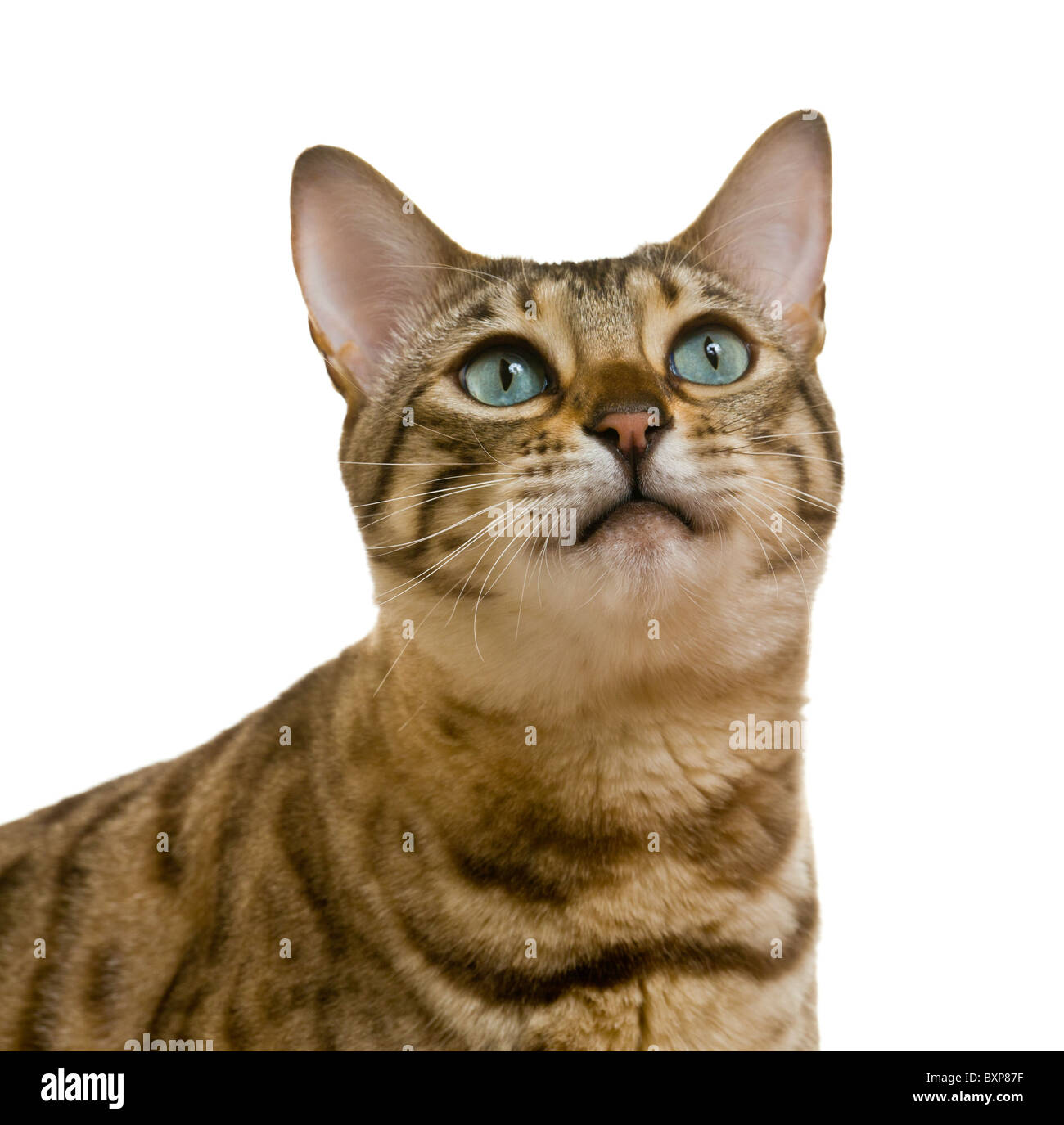 Gato mirando hacia arriba fotografías e imágenes de alta resolución - Alamy