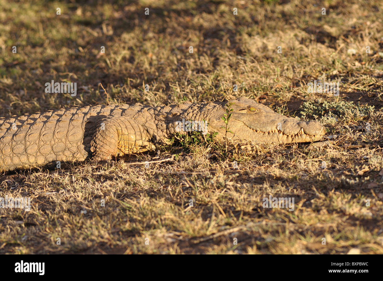 Bien alimentados, pero aún así, un miedo al cocodrilo Schotia Private Game Reserve, Sudáfrica Foto de stock