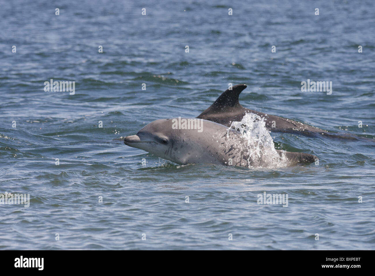 Juveniles de delfín mular (Tursiops truncatus) asfaltado junto a su madre, Moray Firth (Escocia, Reino Unido) Foto de stock