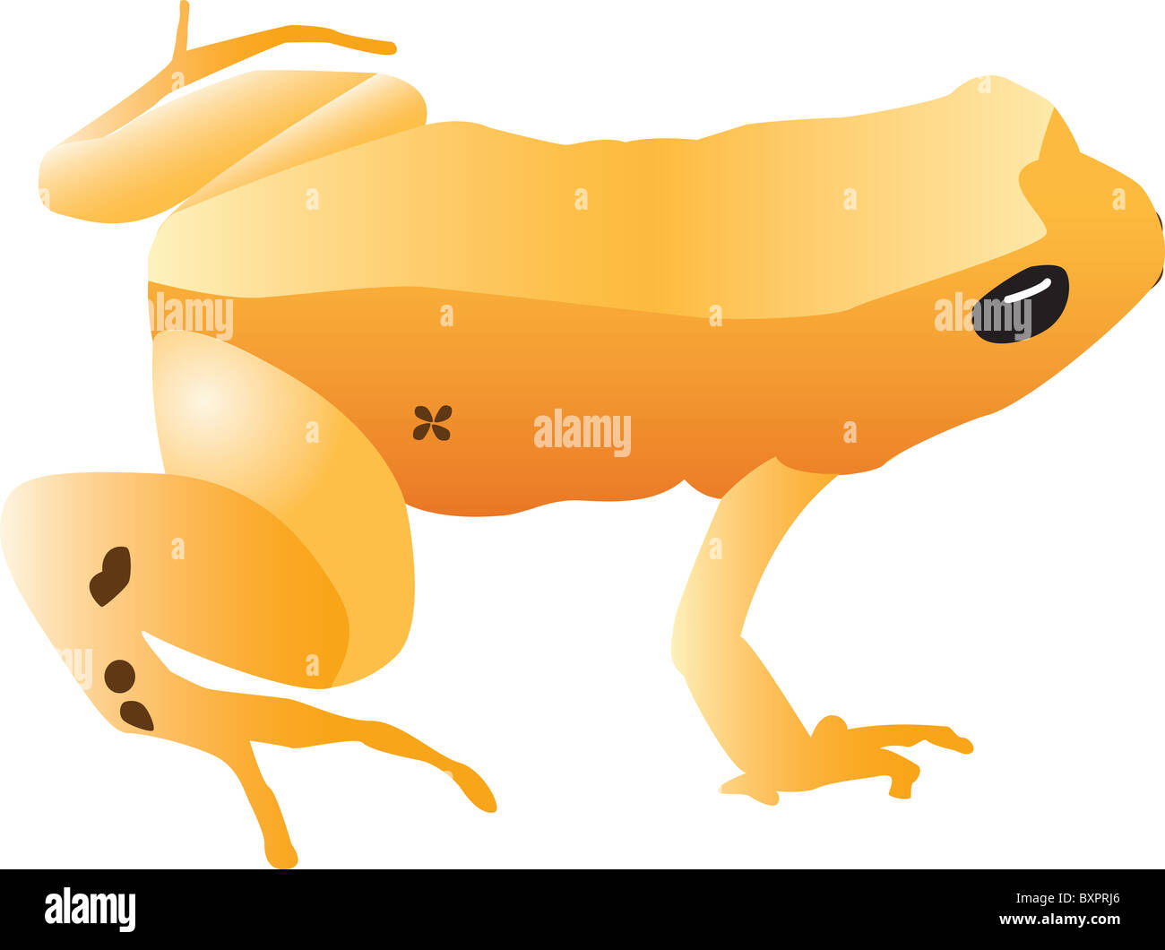 Golden toad Imágenes recortadas de stock - Alamy