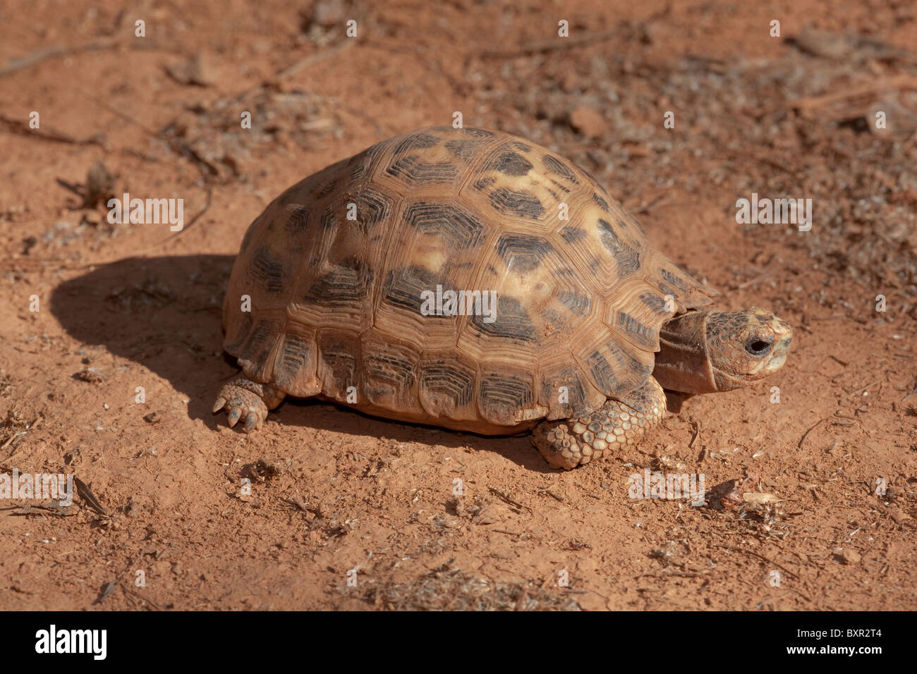 Pyxis arachnoides tortuga araña. Una especie simpátrica con mayor