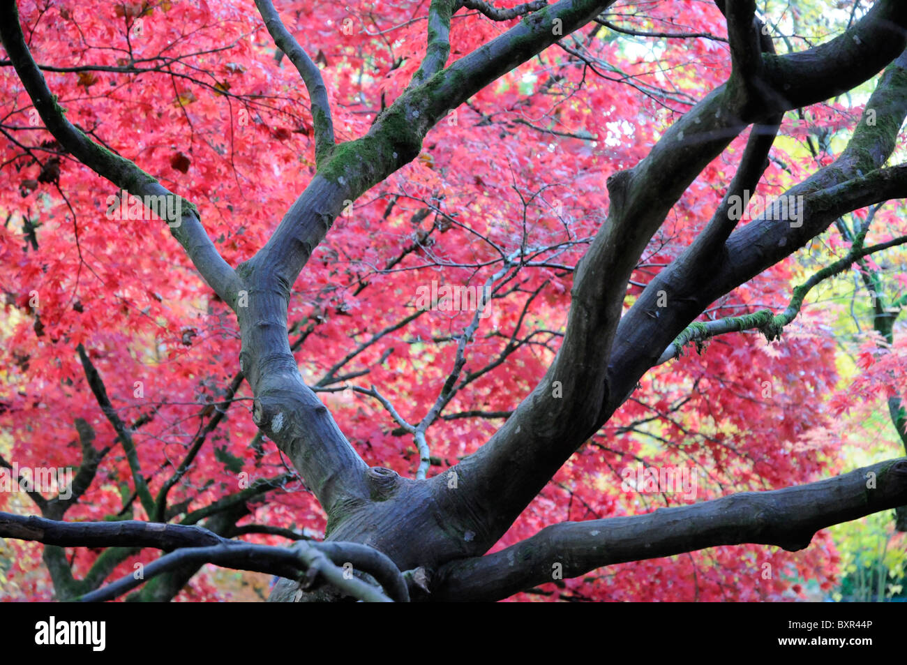 Escena de otoño Foto de stock