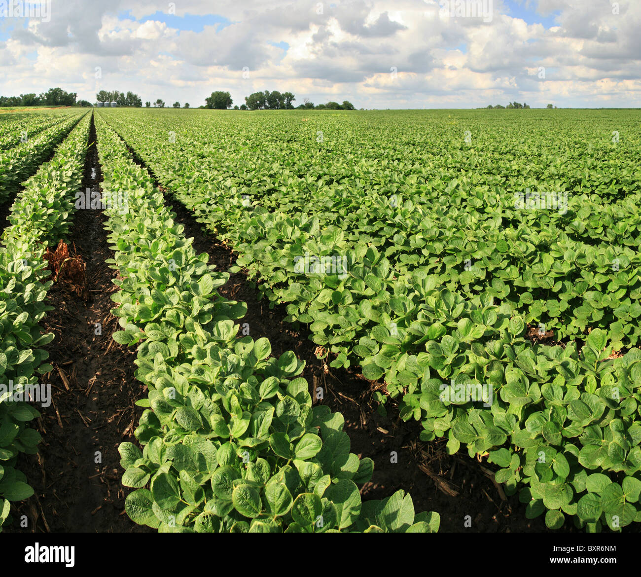 Granja con campo de soya con filas de plantas de soja Foto de stock