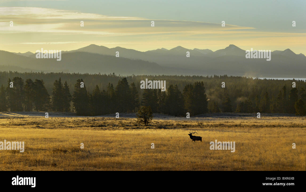 Bull Elk en golden meadow en el Parque Nacional de Yellowstone. Foto de stock
