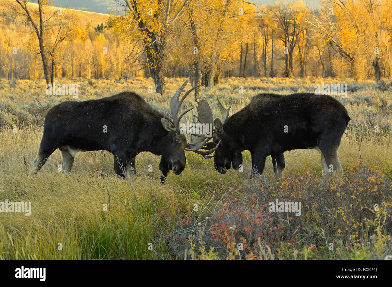 Bull Moose sparring al atardecer en el parque nacional Grand Teton. Foto de stock