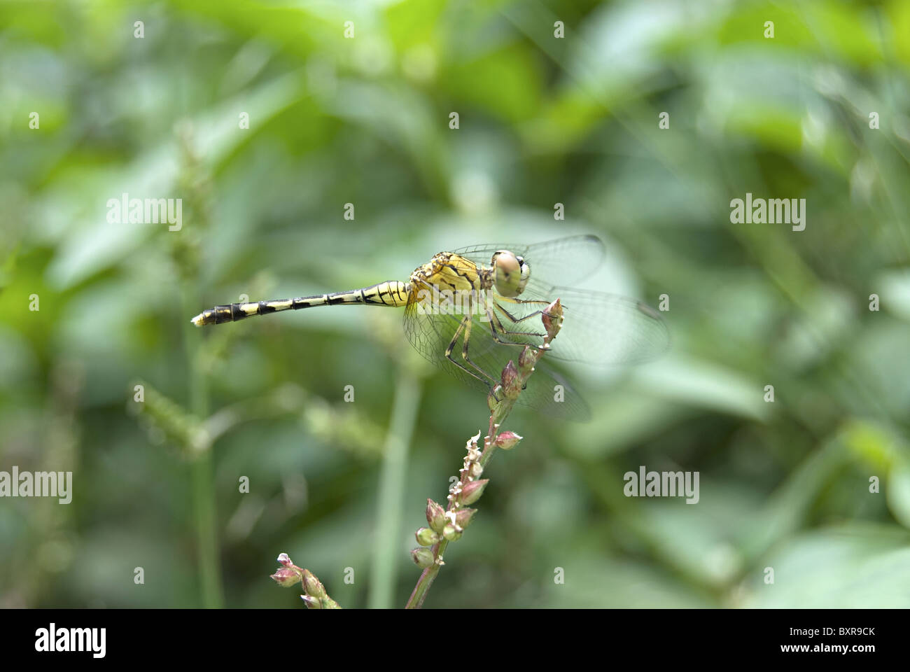 Diplacodes trivialis es una libélula de la familia Libellulidae. chalky percher o skimmer molida. Habita en China, Japón, India Foto de stock