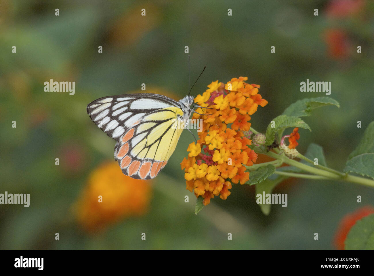 Jezabel común mariposa, nombre científico de la especie: Delias eucharis Pieridae Foto de stock