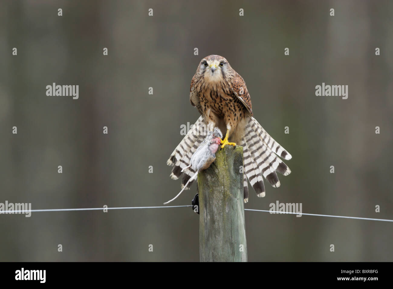 Hembra de cernícalo común (Falco tinnunculus) posado sobre un poste de cerca con un ratón, mirando hacia la cámara Foto de stock