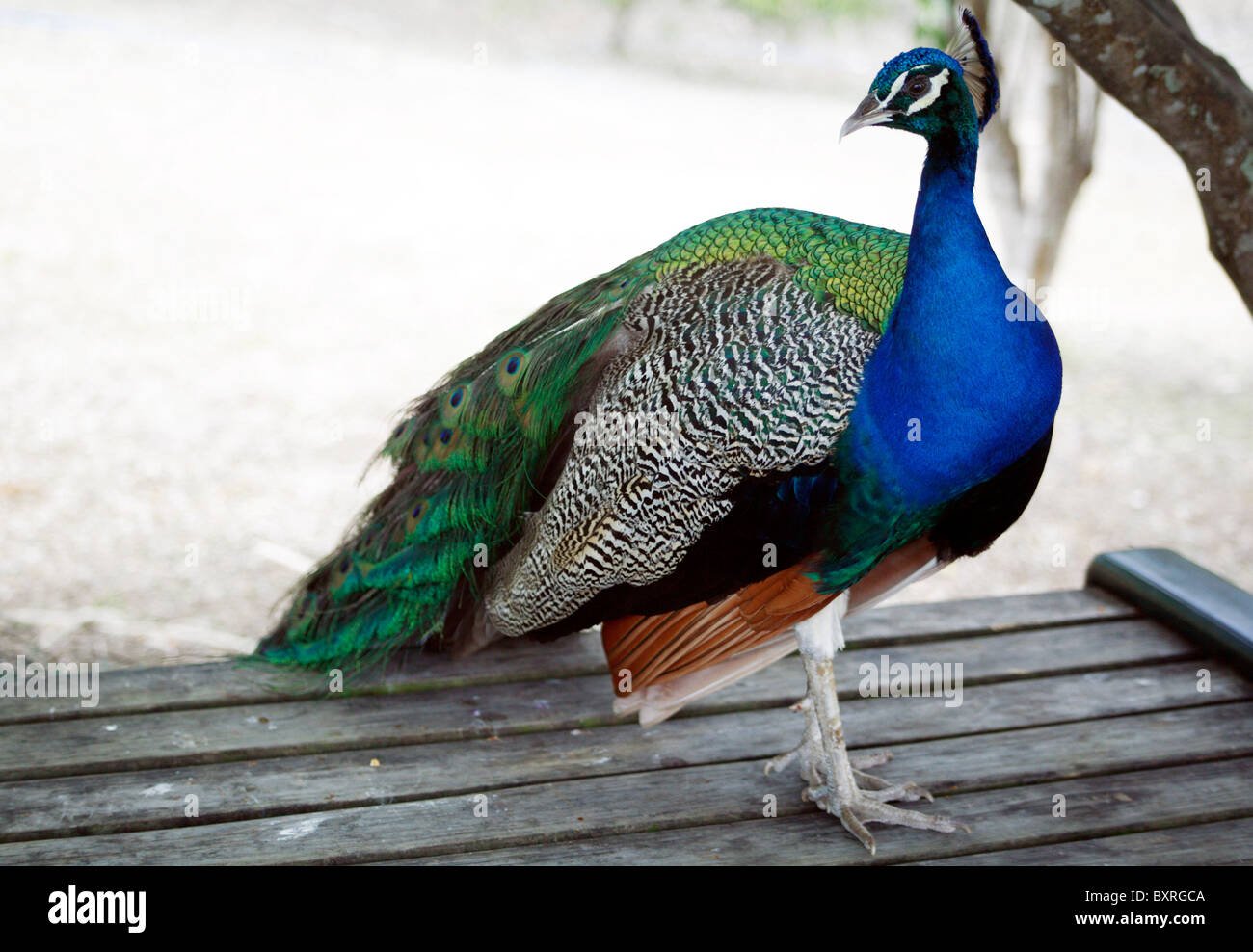 Peacock en el Wildfowl Trust, Pointe a Pierre, Trinidad Foto de stock
