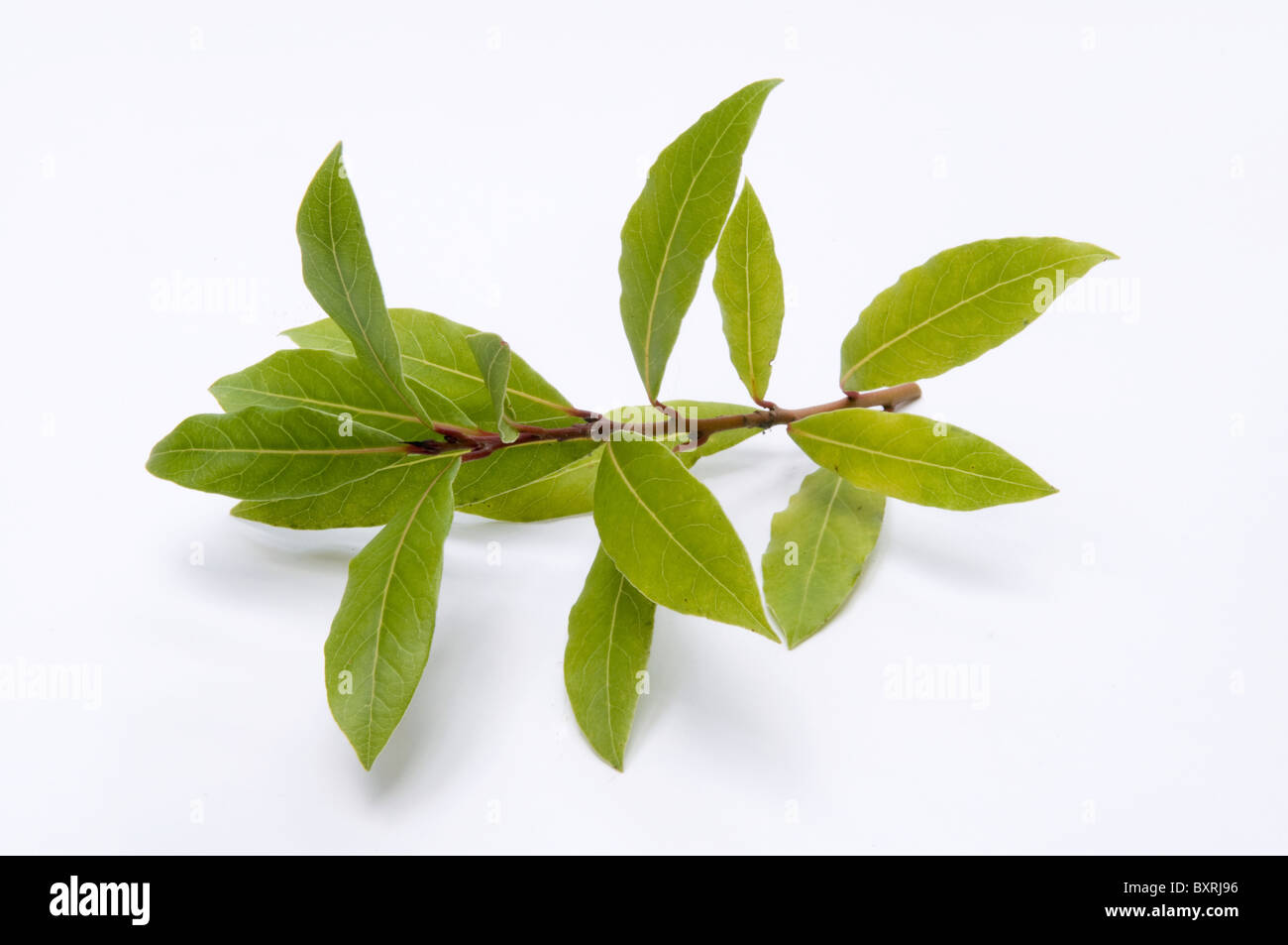 Rama de hoja de laurel fotografías e imágenes de alta resolución Alamy