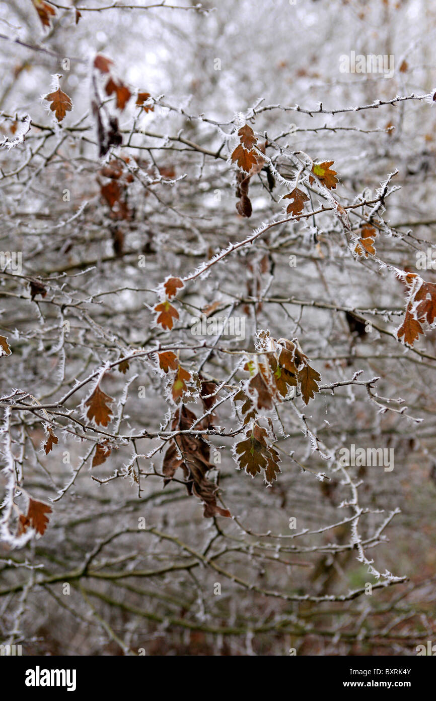 Un espeso blanco escarcha en las ramas de los árboles en un bosque