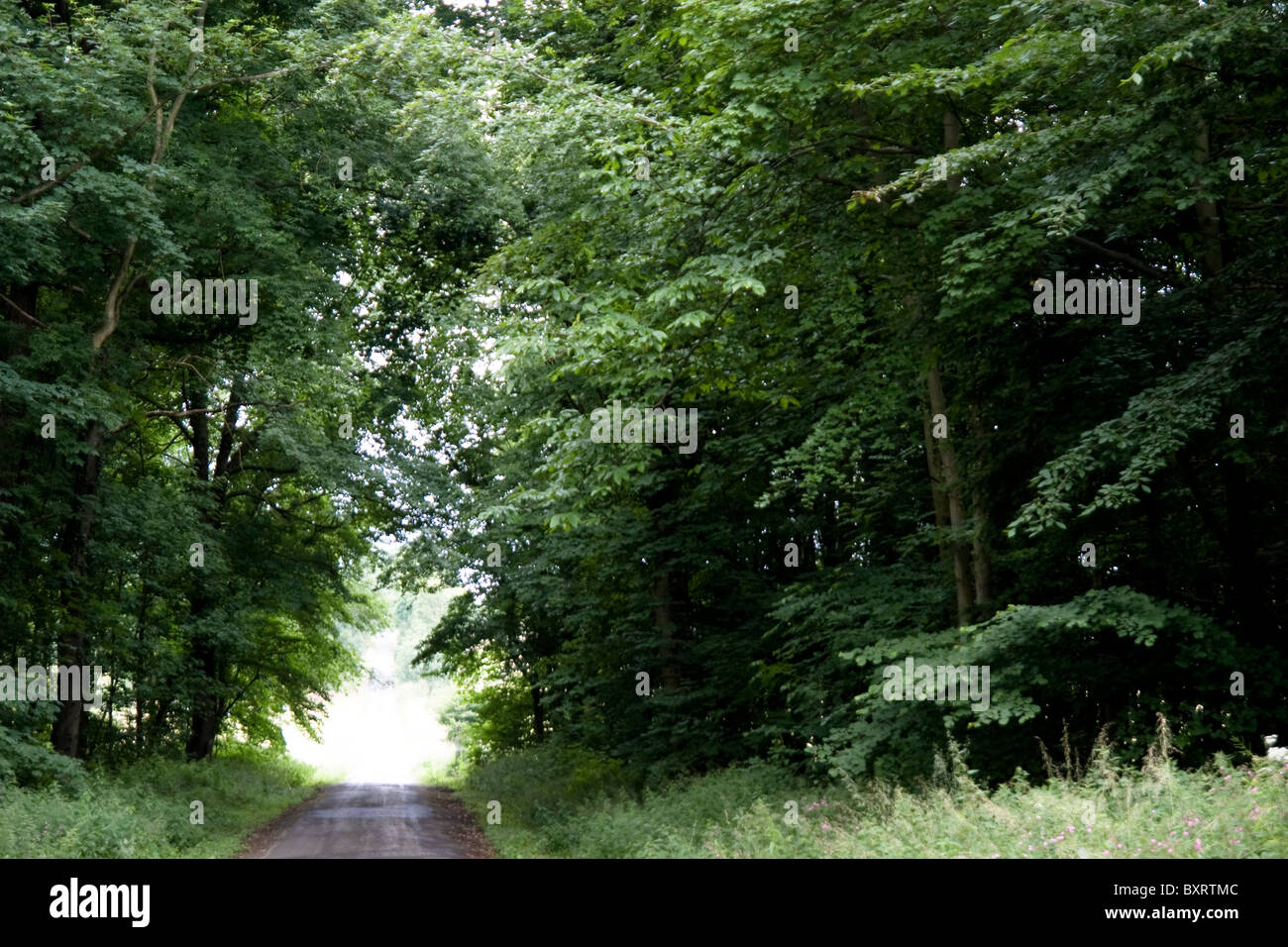 Francia, Normandie, Foret d'Eu, Vista de camino a través del bosque Foto de stock