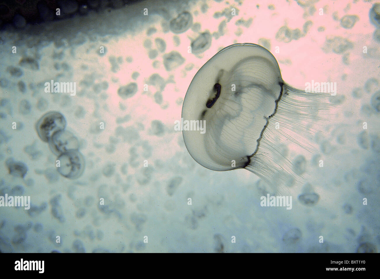 Luna medusa Aurelia aurita Antigua. Océano Atlántico Foto de stock